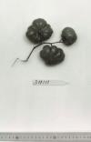 Click for 1 image(s) for this accession. FRUIT